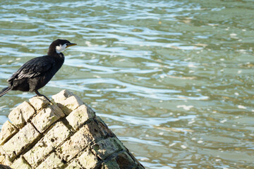 Pied cormorant on construction waste on waterfront