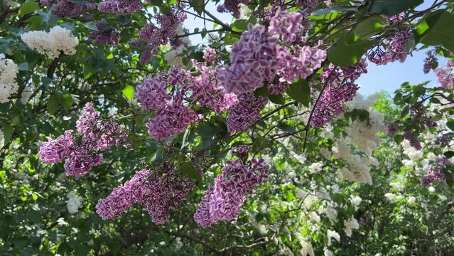 Branches of lilac flowers in the garden.