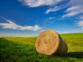 Rolled hay bale in the foreground of a vast expanse of farmland in Saskatchewan Canada plains