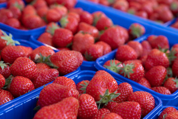 Delicious juicy red strawberries in blue plastic containers in a greengrocer's shop. Focus on the strawberry in front