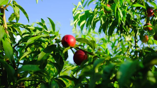 Close-up camera shot of fresh nectarine from green branch