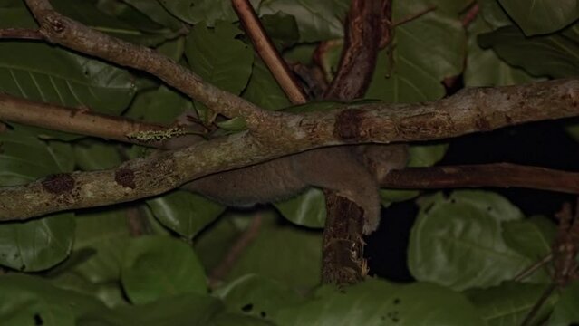 Slow Loris Climbing Branch Tree, Pan Night Shot