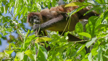 low angle close up of a spider monkey eating leaves in a tree at corcovado