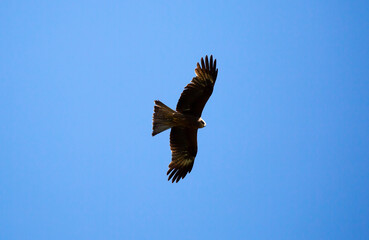 Eagle in flight against the blue sky.