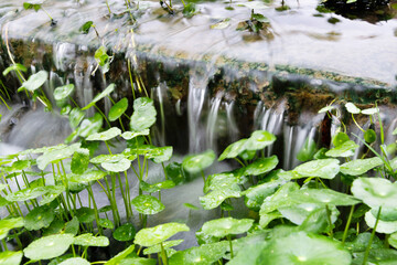 Hydrocotyle vulgaris and water flowing
