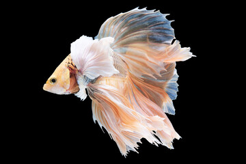 With its vibrant hues and flowing fins the betta fish creates a visual spectacle as it effortlessly...