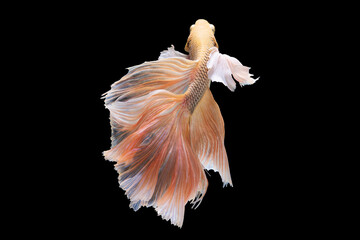 Colorful  beautiful betta fish showcases graceful and gentle swimming through its watery environment.