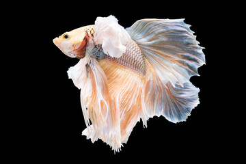 Fototapeta na wymiar The colorful and captivating betta fish showcases its graceful and gentle swimming as it effortlessly navigates through its watery environment.
