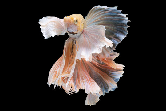 The serene ambiance created by the black background allows the observer to fully appreciate the intricate details and unique charm of this magnificent betta fish as it swimming through the water.
