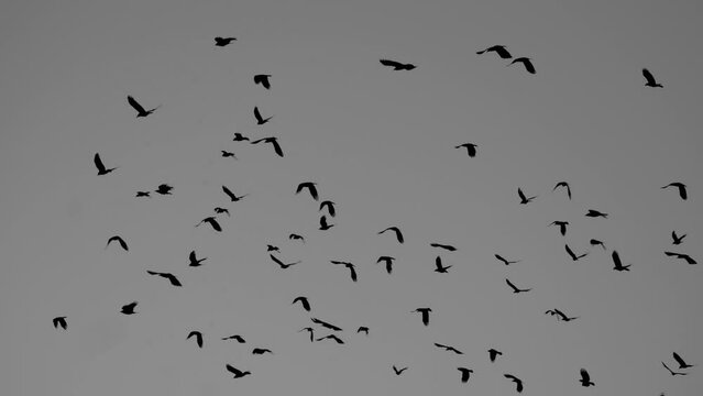 Black and white video of murder of crows flying on a clear evening 