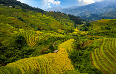 Golden ripe rice on Mu Cang Chai terraces, Yen Bai Province, Vietnam