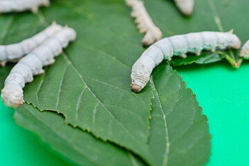 Many silkworms eating mulberry leaves