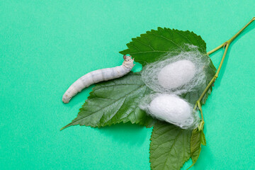 Silkworm make cocoon on green mulberry leaf