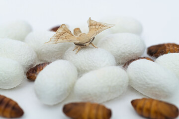 silkworm moth come out of cocoons