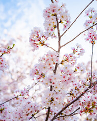 cherry blossom in spring