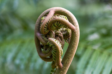 Ferns in Taipei Botanical Garden, Taipei, Taiwan