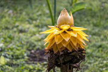 Golden Lotus Banana in Taipei Botanical Garden, Taipei, Taiwan