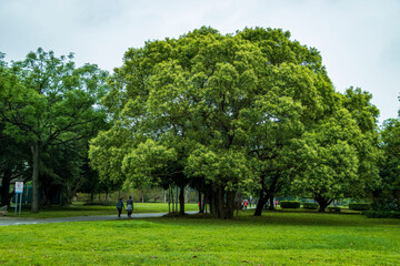 Chinese banyan in Guting Riverside Park, Zhongzheng District, Taipei City, Taiwan