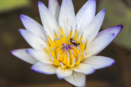 Water Lilies In Taipei Botanical Garden, Taipei, Taiwan