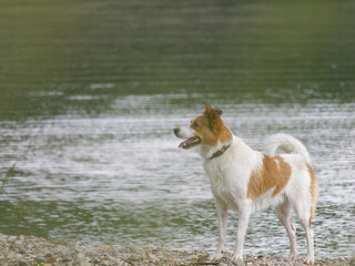 Close-up photo of an adorable Norrbottenspets dog standing by the lakeshore