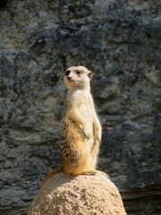 suricate