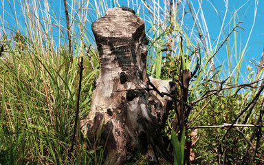 Dry Tree stump in the forest 
