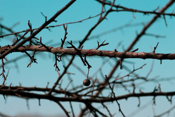 barbed wire on a branch