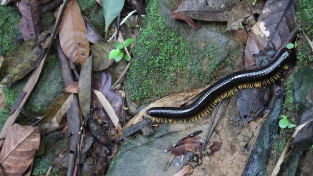 Centipedes (Chilopoda) are large in size in the forest