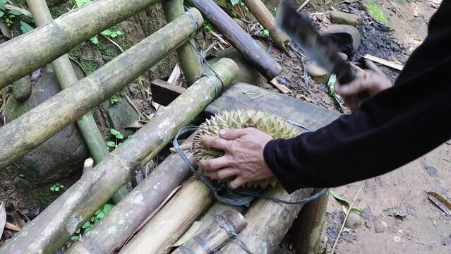 The process of cutting durian manually using a knife