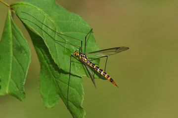 Female crane fly Nephrotoma flavipalpis, family Tipulidae on a leaf. Dutch garden, May, spring.	