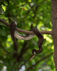 Graceful black snake with white belly crawls in garden. Ball python on tree. Exotic pet basking in summer garden. High quality vertical photo of python regius