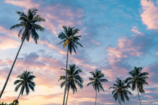 Gorgeous sky with clouds over the coconut palms on the tropical beach.