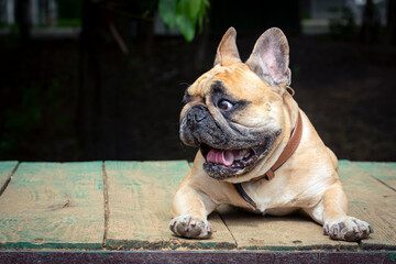 French bulldog lying on the boards