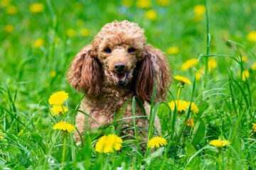 A poodle is sitting in a field of dandelions.