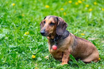 A dachshund dog is resting on a green field with dandelions