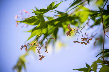 春を過ぎて初夏になると、こんなモミジの花が咲きます。