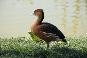 black-bellied whistling duck (Dendrocygna autumnalis)