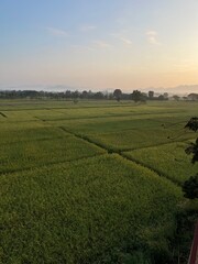 rice fields and the atmosphere under the sunlight