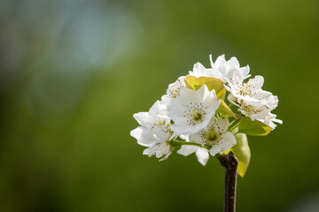 Obraz na płótnie Canvas 産地に住んでいない方はあまり目にしないでしょうが、梨の花はとてもきれいです。