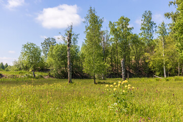 Globeflower on a sunny summer meadow