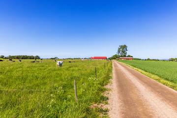 Dirt road to a farm with cattles on a meadow