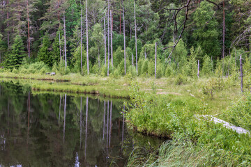 Obraz premium Forest lake by with a path on the lakeshore