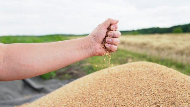 A american farmer man hand pours wheat or oats grains from fist against pile grain on huge blurry plantations. South african agriculturist demonstrates good harvest rye on the field. Slow motion video