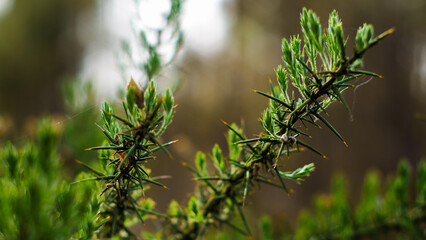 Macro d'épines d'ajonc