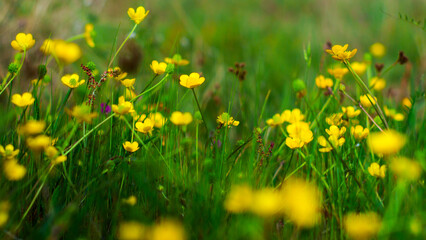 Macro de fleurs de bouton d'or, dans une forêt