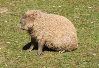 greater capybara (Hydrochoerus hydrochaeris) cavy
