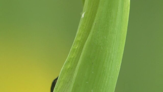 weevil quickly runs across leaf of grass and then hides behind it