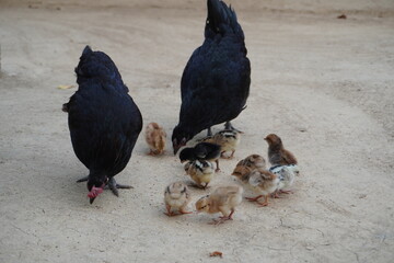 Chicks eating with their mother
