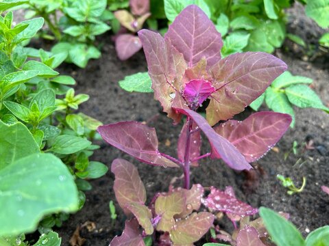 Rote Gartenmelde Melde Rot historisches Gem&uuml;se alte Sorte 