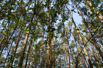 photo blue sky visible through tree branches